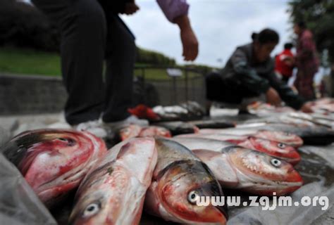 夢見很多大魚|夢見很多魚在水里游